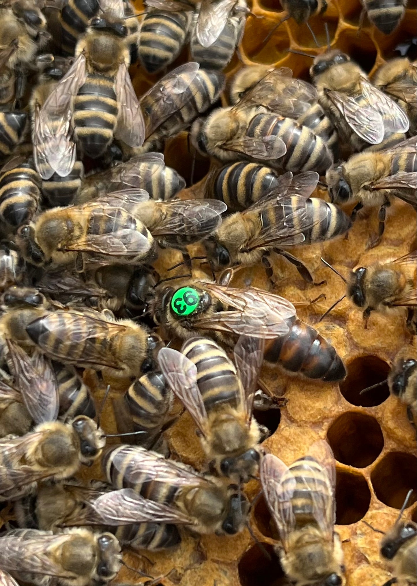Naturally Mated Carniolan Queen