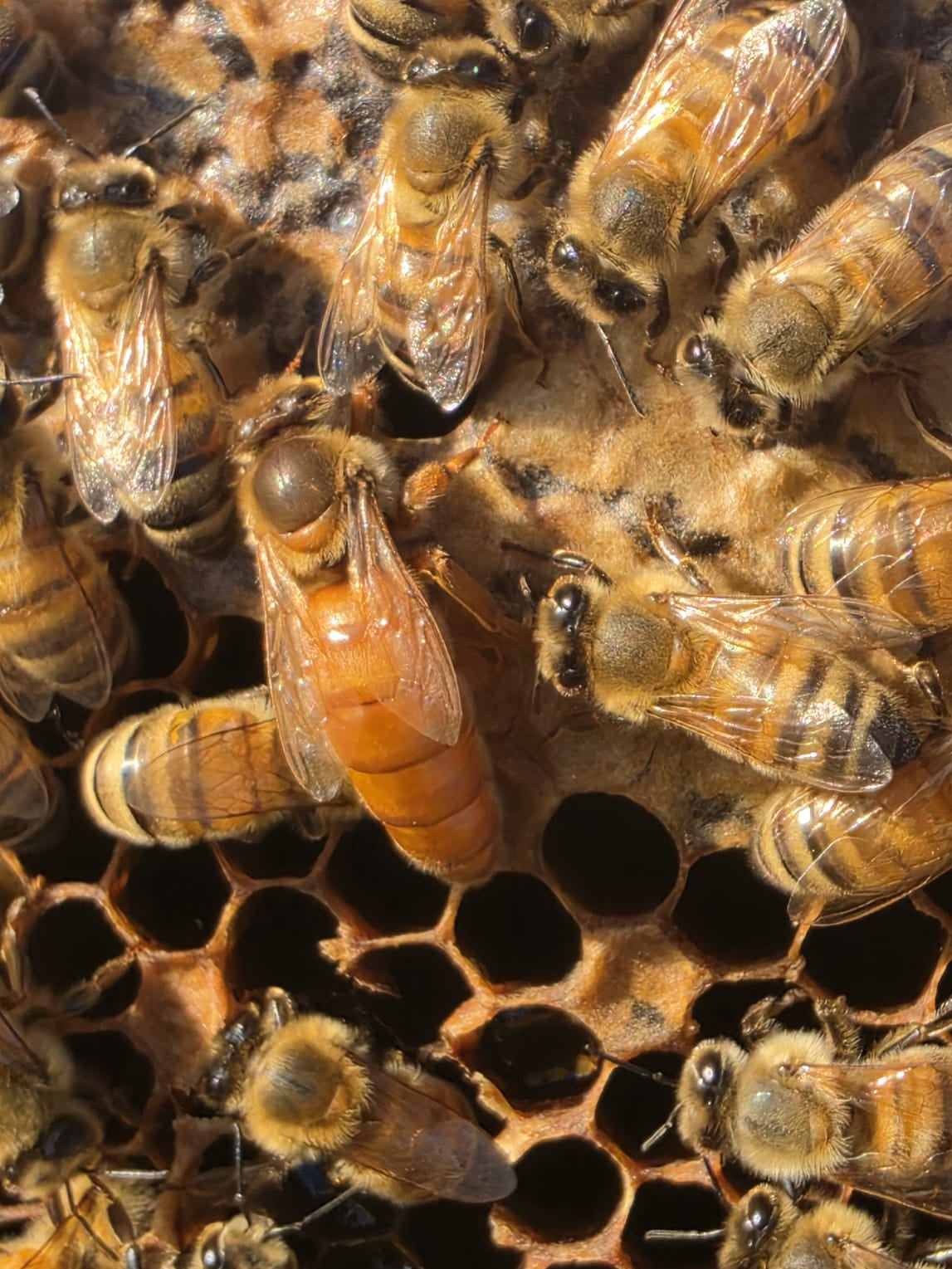 Close-up of a buckfast queen made by bee brothers