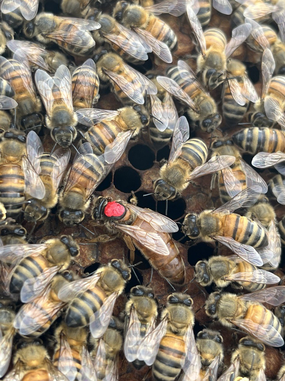 A close-up of honey bees with a focus on a queen bee, identified by a red dot on her head, surrounded by workers.