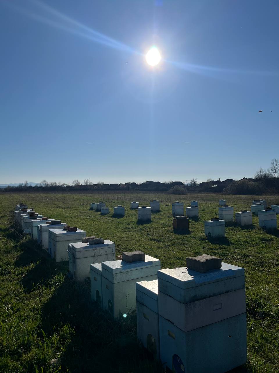 5 Frame Bee Nucs
