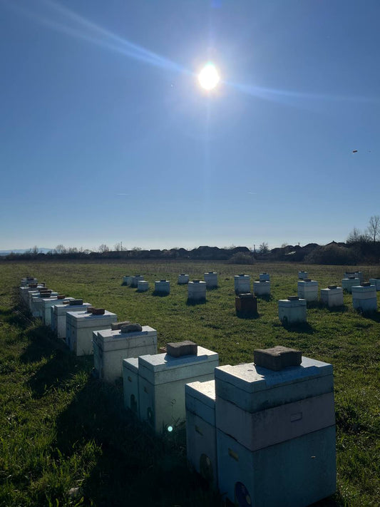 5 Frame Bee Nucs