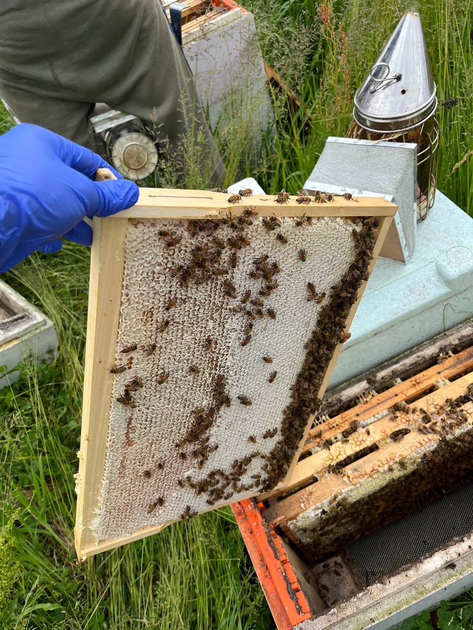 5 Frame Bee Nucs