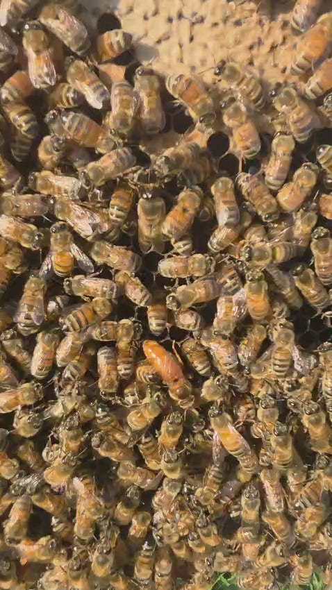 Close-up of a buckfast queen bee 